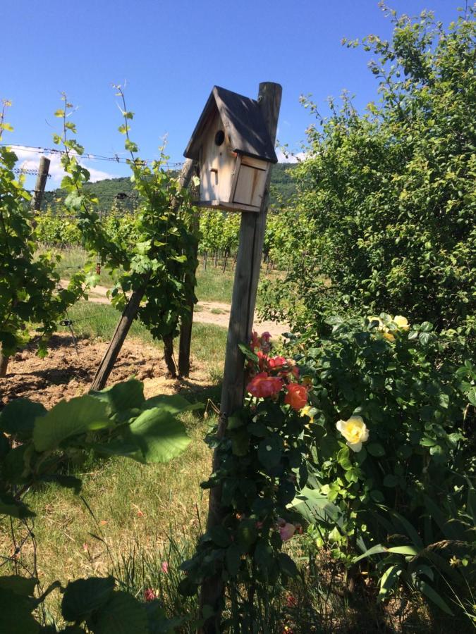 Gite Le Mandle Riquewihr Dış mekan fotoğraf