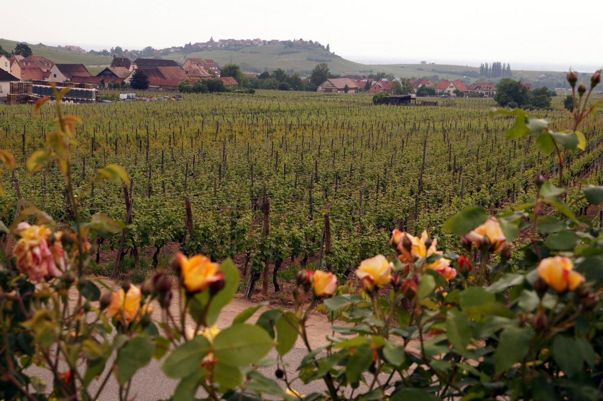 Gite Le Mandle Riquewihr Dış mekan fotoğraf